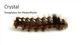  Presentation with caterpillar - Slide deck with caterpillar-isolated-on-a-white background and a white colored foreground