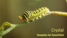  Presentation with caterpillar - PPT layouts having caterpillar-machaon-on-dill-garden background and a tawny brown colored foreground