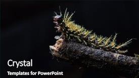  Presentation with butterfly colombia - PPT layouts enhanced with caterpillar of a tropical butterfly background and a black colored foreground