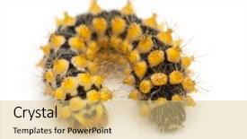  Presentation with old days - Slides consisting of caterpillar-of-giant-peacock-moth background and a yellow colored foreground