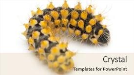  Presentation with old days - Amazing PPT theme having caterpillar-of-giant-peacock-moth and a yellow colored foreground