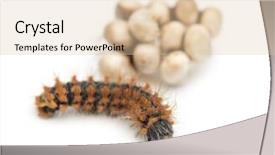  Presentation with old days - Slide deck featuring caterpillar of giant peacock moth background and a lemonade colored foreground