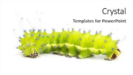 Presentation with moth - Slide deck consisting of caterpillar of the giant peacock moth saturnia pyri against white background background and a white colored foreground