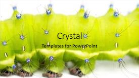  Presentation with moth - PPT layouts with caterpillar of the giant peacock moth saturnia pyri against white background background and a yellow colored foreground