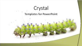  Presentation with moth - Presentation design having caterpillar of the giant peacock moth saturnia pyri against white background background and a white colored foreground