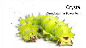  Presentation with moth - Audience pleasing presentation theme consisting of caterpillar of the giant peacock moth saturnia pyri against white background backdrop and a white colored foreground