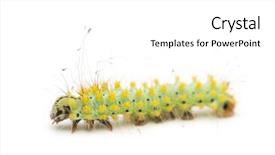  Presentation with moth - Presentation featuring caterpillar-of-the-giant-peacock and a  colored foreground