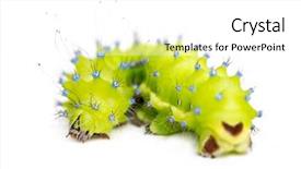  Presentation with moth - Colorful presentation theme enhanced with caterpillar-of-the-giant-peacock backdrop and a white colored foreground