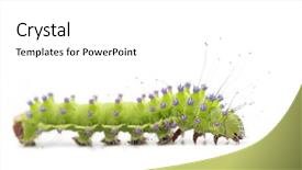  Presentation with caterpillar - Audience pleasing presentation consisting of caterpillar of the giant peacock backdrop and a white colored foreground