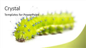  Presentation with moth - Amazing presentation theme having caterpillar-of-the-giant-peacock backdrop and a white colored foreground