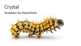  Presentation with moth - Beautiful presentation theme featuring caterpillar of the giant peacock backdrop and a white colored foreground