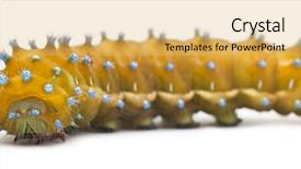  Presentation with caterpillar - Theme featuring caterpillar-of-the-giant-peacock and a yellow colored foreground