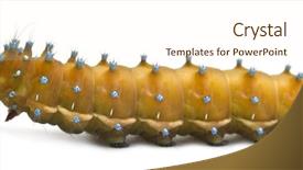  Presentation with caterpillar - Slides enhanced with caterpillar of the giant peacock moth saturnia pyri in front of white background background and a cream colored foreground