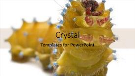  Presentation with moth - PPT layouts consisting of caterpillar of the giant peacock moth saturnia pyri in front of white background background and a gold colored foreground