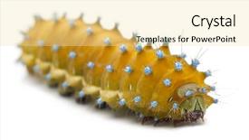  Presentation with caterpillar - PPT theme enhanced with caterpillar-of-the-giant-peacock and a blonde colored foreground