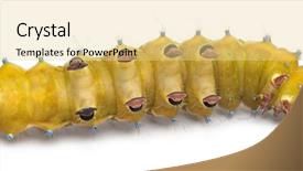  Presentation with moth - Cool new slides with caterpillar of the giant peacock moth saturnia pyri in front of white background backdrop and a blonde colored foreground