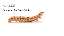  Presentation with moth - PPT theme consisting of caterpillar-of-the-owlet-moth background and a white colored foreground