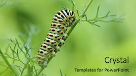  Presentation with caterpillar - PPT layouts having caterpillar of the papilio machaon background and a yellow colored foreground