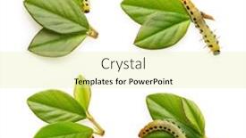  Presentation with caterpillar - PPT theme having caterpillar-on-a-green-leaf background and a blonde colored foreground
