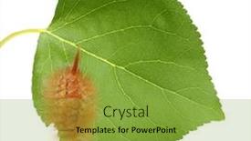  Presentation with caterpillar - Presentation featuring caterpillar-on-leaf-isolated background and a yellow colored foreground