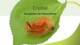  Presentation with caterpillar - Presentation theme consisting of caterpillar-on-leaf-isolated background and a yellow colored foreground