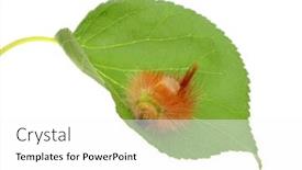  Presentation with caterpillar - Presentation theme consisting of caterpillar-on-leaf-isolated background and a white colored foreground