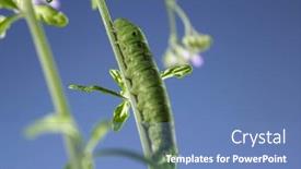  Presentation with caterpillar - 