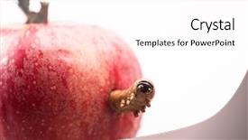  Presentation with caterpillar - Amazing slides having caterpillar peeking out from apple backdrop and a pink colored foreground