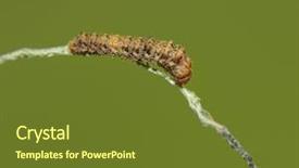  Presentation with vein - Beautiful presentation featuring caterpillar resting on the vein backdrop and a tawny brown colored foreground