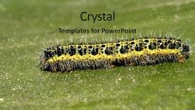  Presentation with cocoon - Beautiful presentation featuring caterpillar backdrop and a tawny brown colored foreground