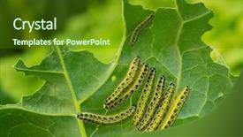  Presentation with cabbage - Amazing slide deck having caterpillars of the cabbage butterfly backdrop and a tawny brown colored foreground