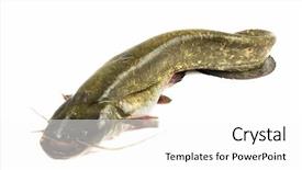  Presentation with bullhead - Beautiful slide deck featuring catfish - large 20kg bullhead silurus glanis backdrop and a white colored foreground