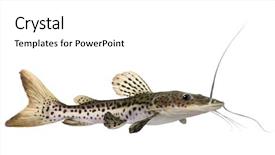  Presentation with catfish - Cool new slides with catfish - pseudoplatystoma fasciatum in front backdrop and a white colored foreground