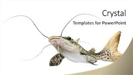  Presentation with catfish - Theme enhanced with catfish - pseudoplatystoma fasciatum in front background and a white colored foreground