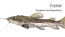  Presentation with catfish - Amazing PPT layouts having catfish - pseudoplatystoma fasciatum in front backdrop and a cream colored foreground