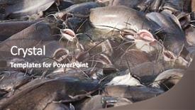  Presentation with catfish - Slides featuring catfish in gad sagar tank background and a gray colored foreground