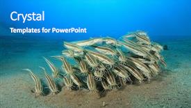  Presentation with catfish - Beautiful theme featuring catfish school of striped eel backdrop and a teal colored foreground
