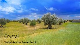  Presentation with olive trees - Slides enhanced with catholic green - castile la mancha olive trees background and a yellow colored foreground