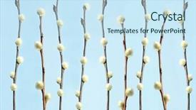  Presentation with blue - Presentation theme with catkins-against-blue-background background and a sky blue colored foreground