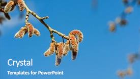  Presentation with tree - Colorful presentation theme enhanced with catkins-at-alder-tree backdrop and a teal colored foreground