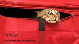  Presentation with dog and cat - Audience pleasing PPT theme consisting of catle - cat in a suitcase backdrop and a red colored foreground