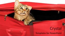  Presentation with suitcase - Audience pleasing presentation design consisting of catle - cat in a suitcase backdrop and a red colored foreground