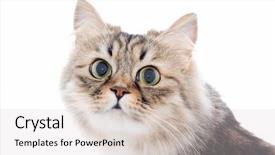  Presentation with look - Theme enhanced with catle - cat look background and a light gray colored foreground