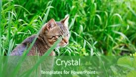  Presentation with grass - Colorful presentation enhanced with catle - cat on a background backdrop and a forest green colored foreground