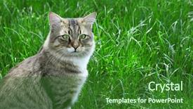  Presentation with green gram - PPT theme featuring catle - cat on a background background and a forest green colored foreground