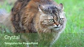  Presentation with green gram - Audience pleasing slide deck consisting of catle - cat on background of green backdrop and a tawny brown colored foreground