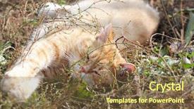  Presentation with grass - Slides with catle - cat on green grass background and a tawny brown colored foreground