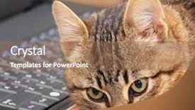  Presentation with kitten computer - Amazing presentation having catle - kitten has a rest backdrop and a coral colored foreground