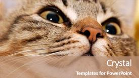  Presentation with hello kitty cute little kitten - Beautiful presentation design featuring catle - portrait of a kitten close backdrop and a coral colored foreground