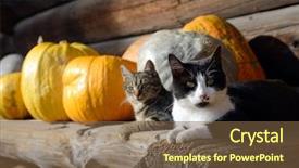  Presentation with cats - PPT theme featuring cats-and-pumpkins background and a tawny brown colored foreground